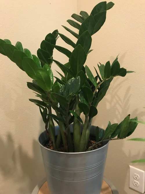 Why My ZZ Plant Leaves Turning Yellow Homestead Gardener