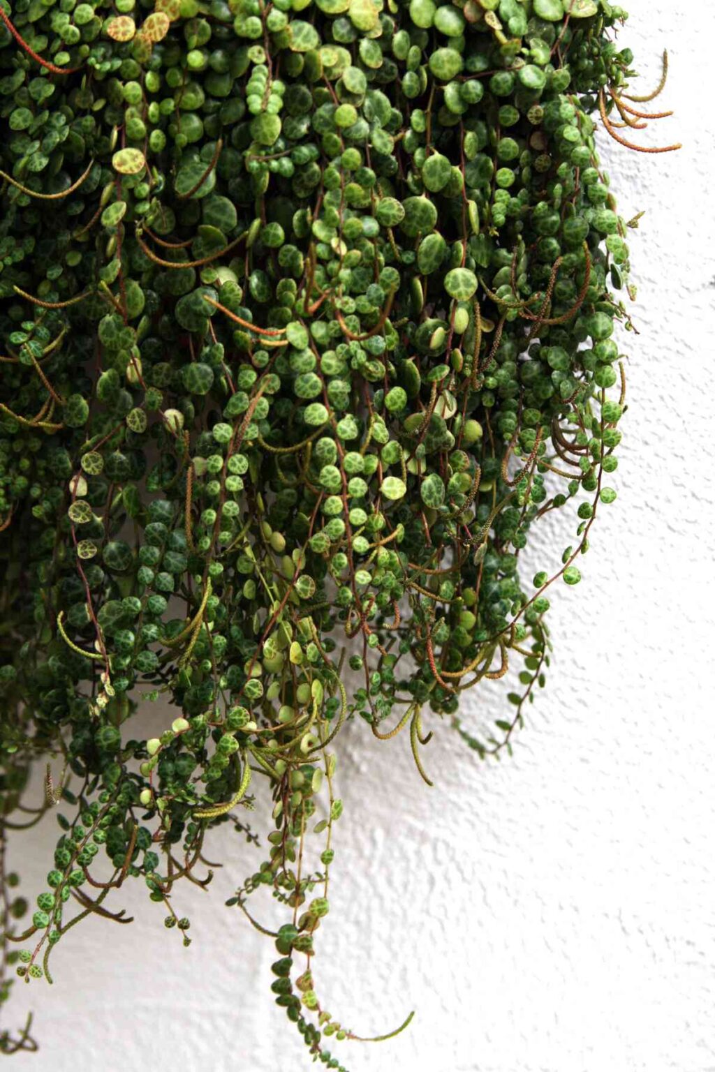 Why Is My String of Pearls Plant Dying? Homestead Gardener
