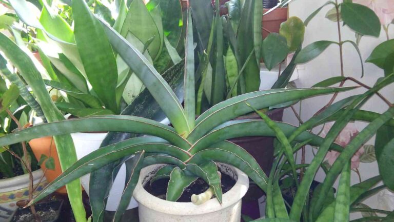 eggshells for snake plants