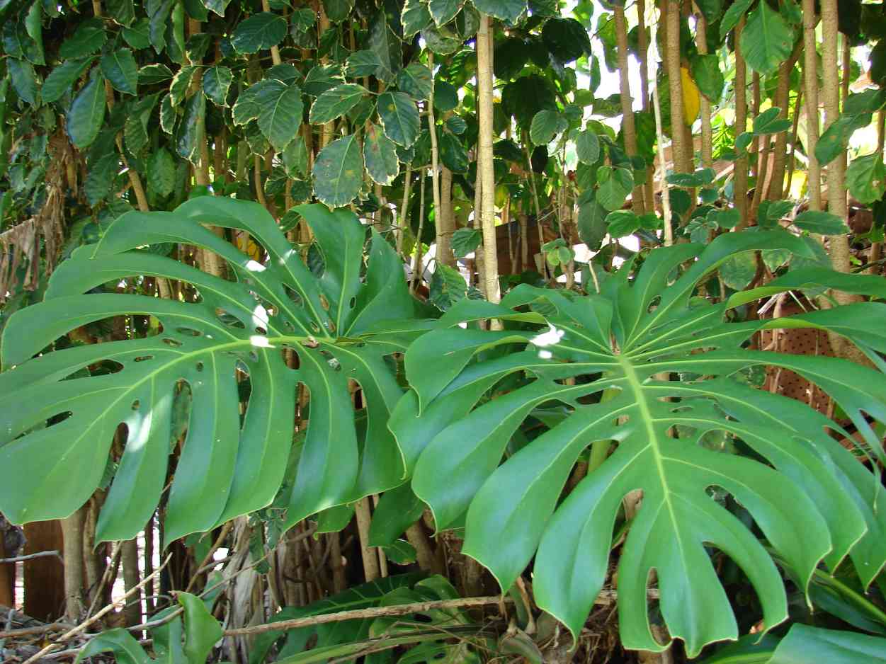 Do Monstera Like Coffee Grounds Is It Good to Use? Homestead Gardener