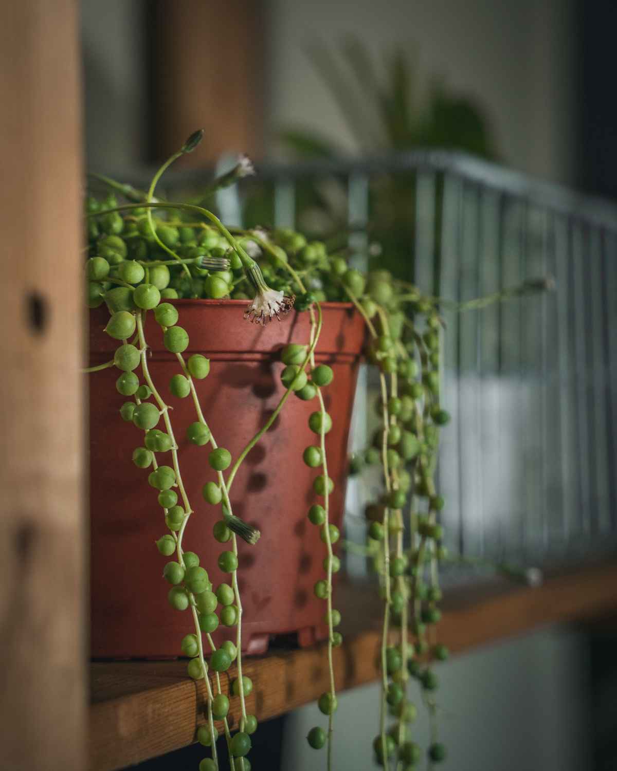 Why is My String Of Pearls Turning White? Causes & How to fix it?