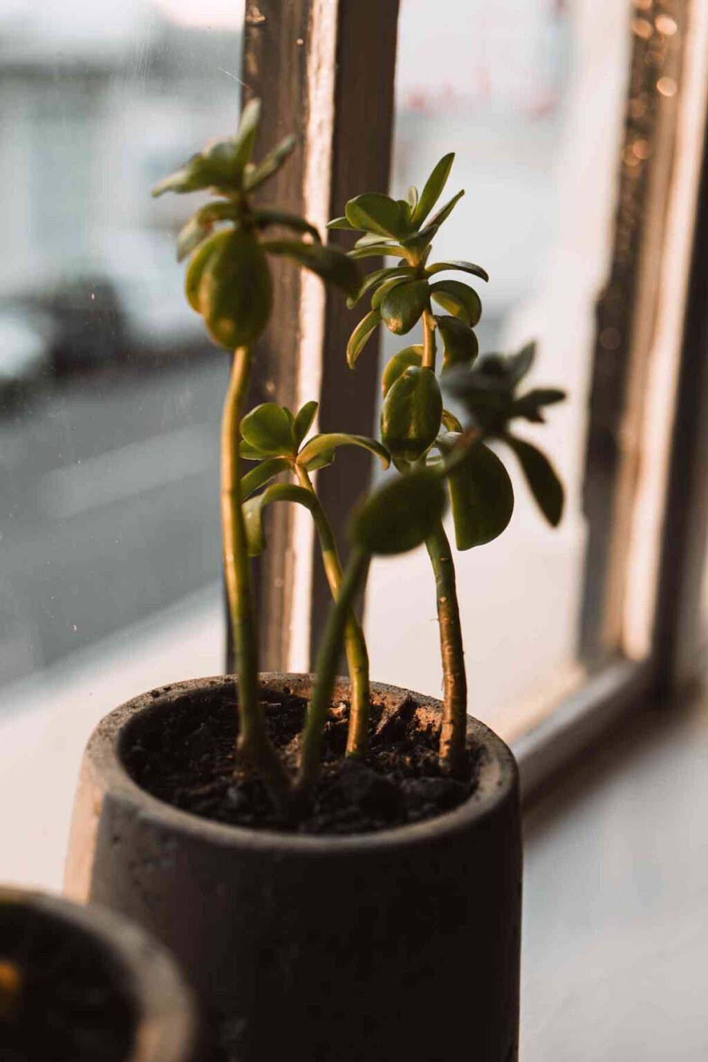 Homemade Fertilizer for Jade Plant How Often to Fertilize