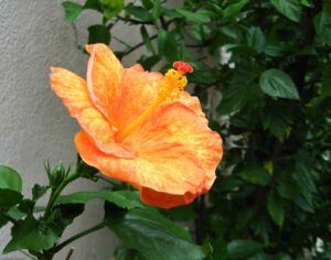 15 Best Houseplants for South-Facing Windows - Homestead Gardener