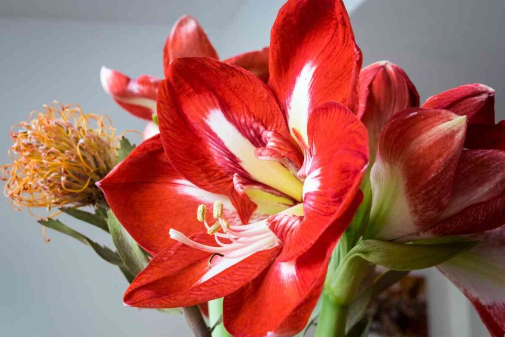 How Do I Get My Amaryllis to Bloom After It Grows Long Leaves