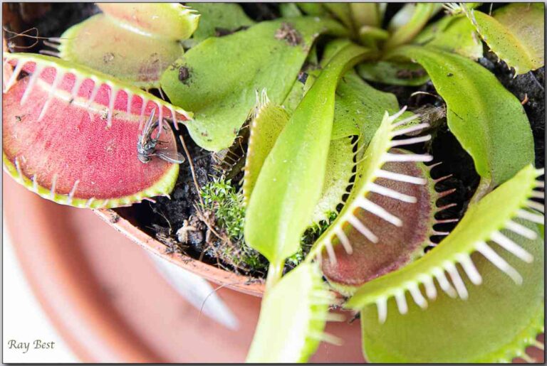 Is Cactus Soil Good for Venus Fly Trap? Homestead Gardener