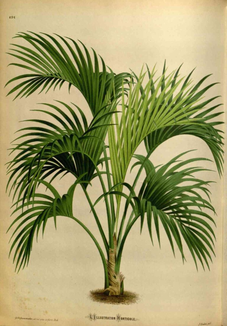 Why My Kentia Palm Leaves Turning Yellow