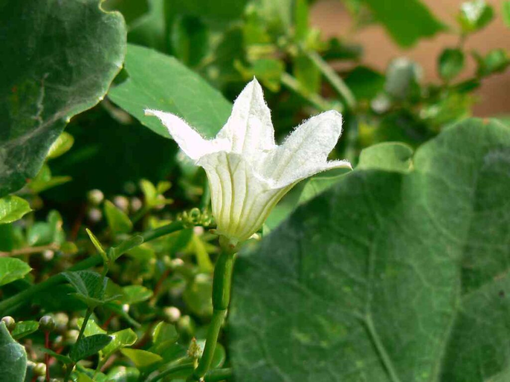 How to Grow Ivy Gourd A Complete Guide? Homestead Gardener
