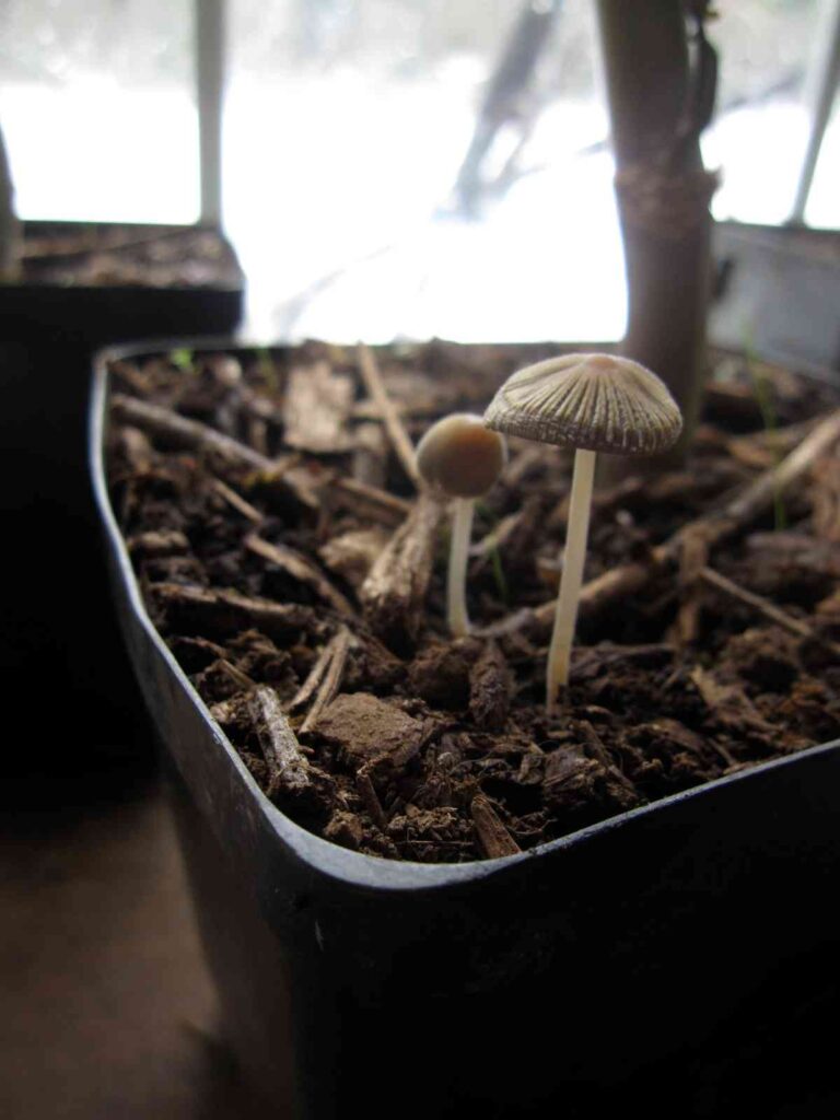 How to Use Mushroom Compost in Raised Beds? Homestead Gardener