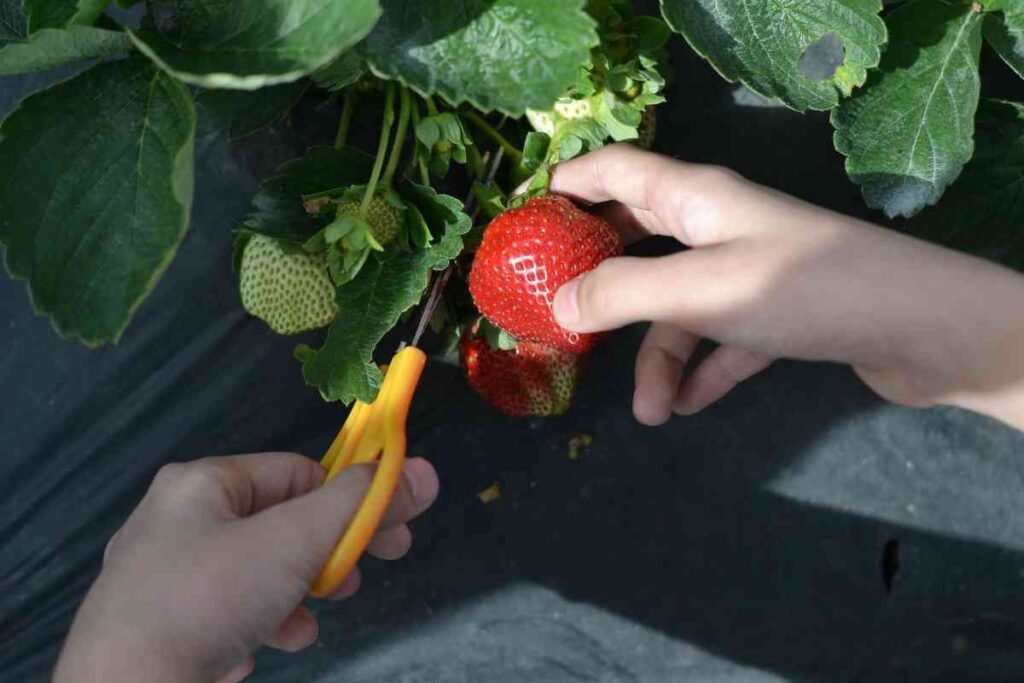 How to Growing Strawberries in Hanging Baskets? Homestead Gardener