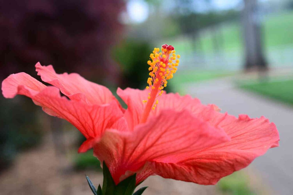 Can Hibiscus Survive Winter Outside? Homestead Gardener