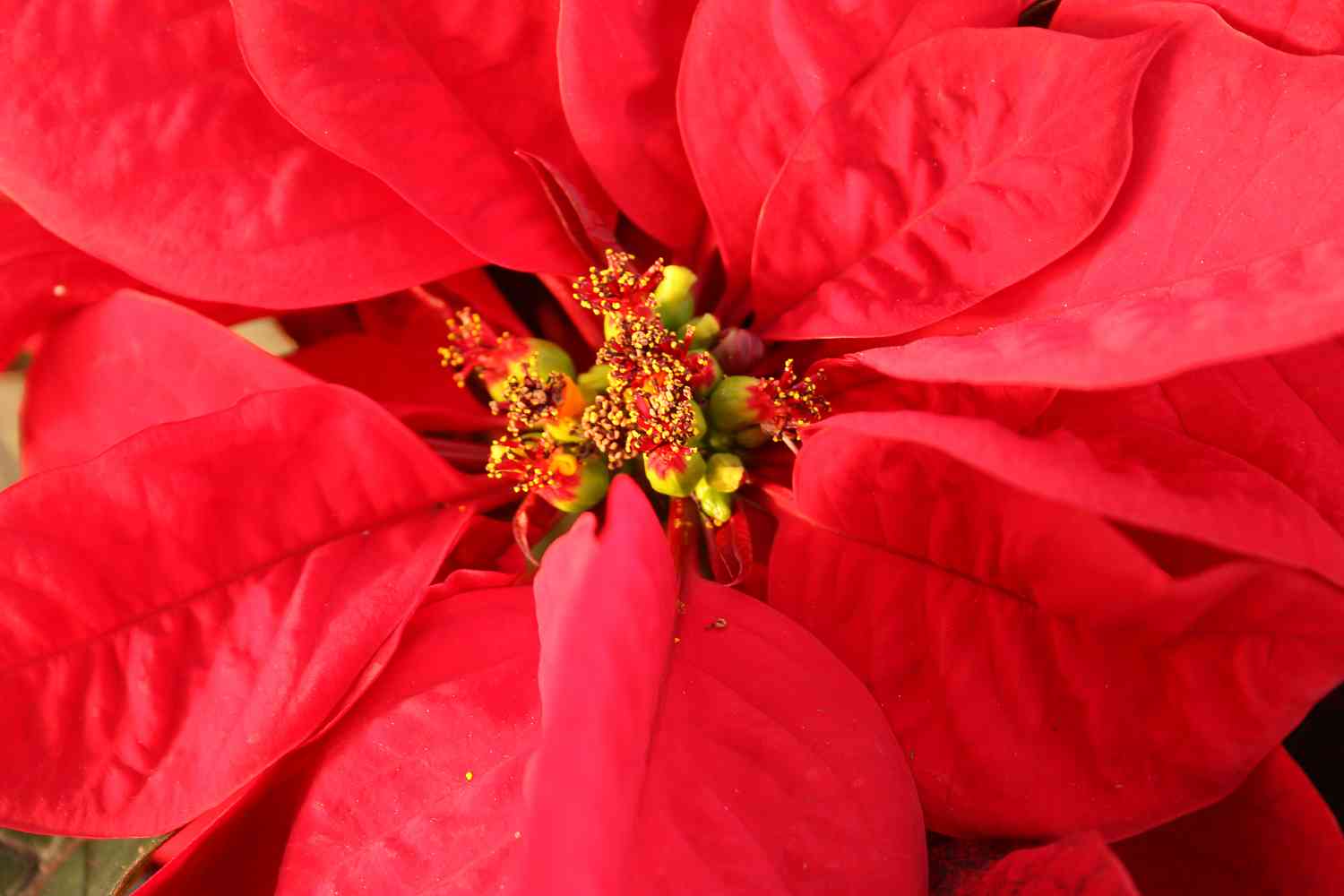 Can Poinsettias Be Outside in the Cold? Answered - Homestead Gardener