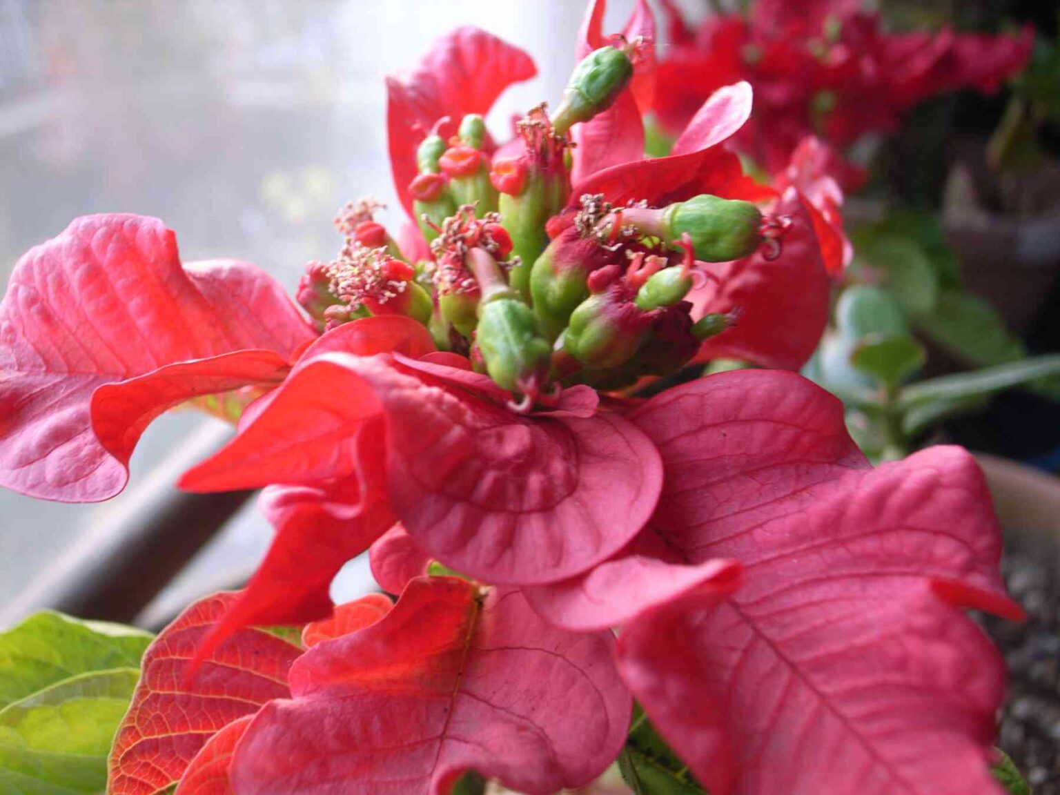 7-best-homemade-fertilizer-for-poinsettias-that-you-should-use