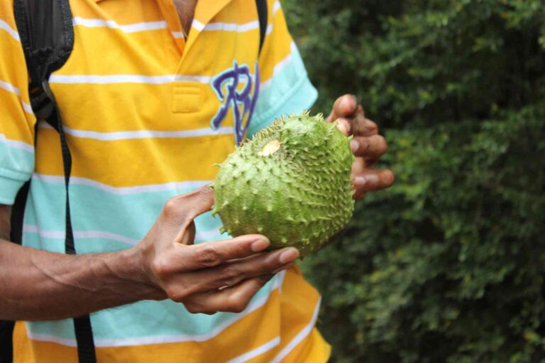 soursop is illegal in the US