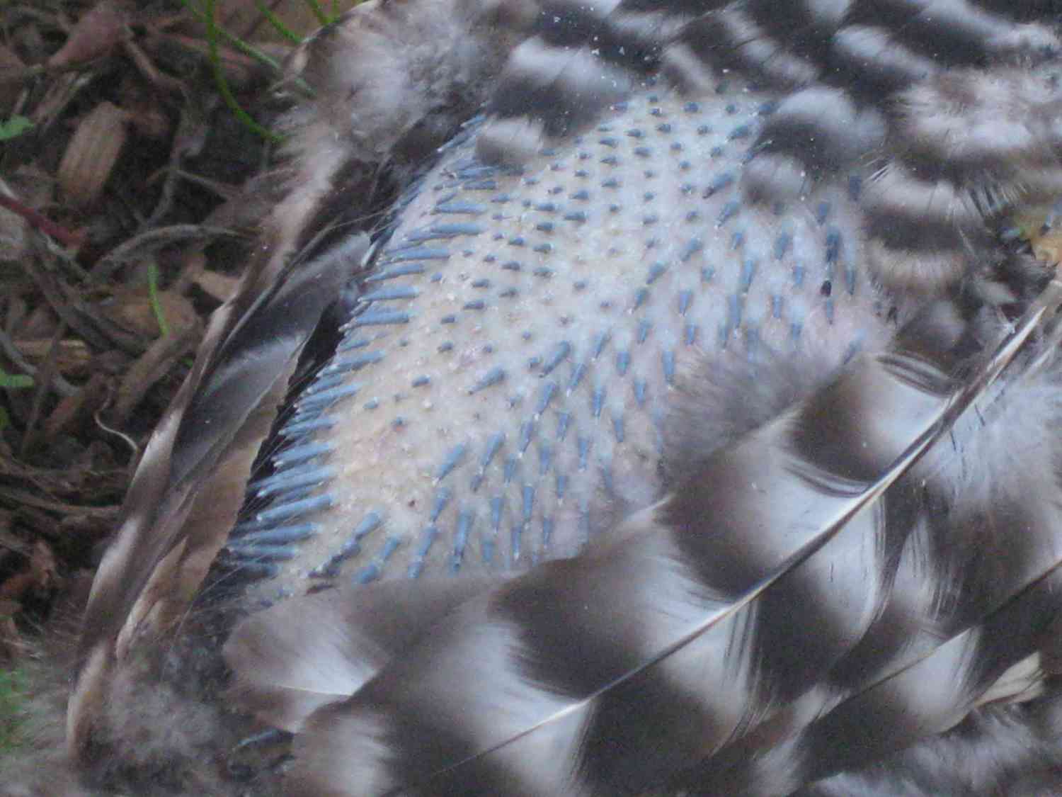 will chicken feathers grow back
