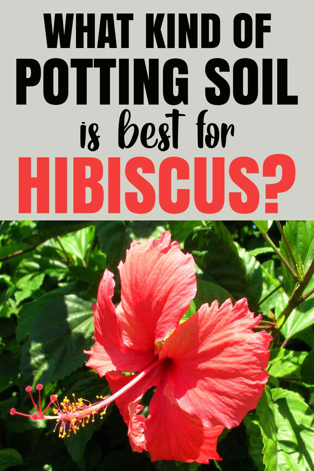 Best Potting Soil for Hibiscus 5 Potting Soil Mix Recipes Included Homestead Gardener