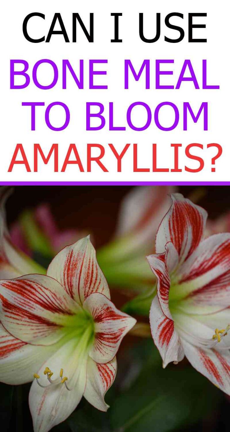 Is Bone Meal Good for Amaryllis? Answered Homestead Gardener