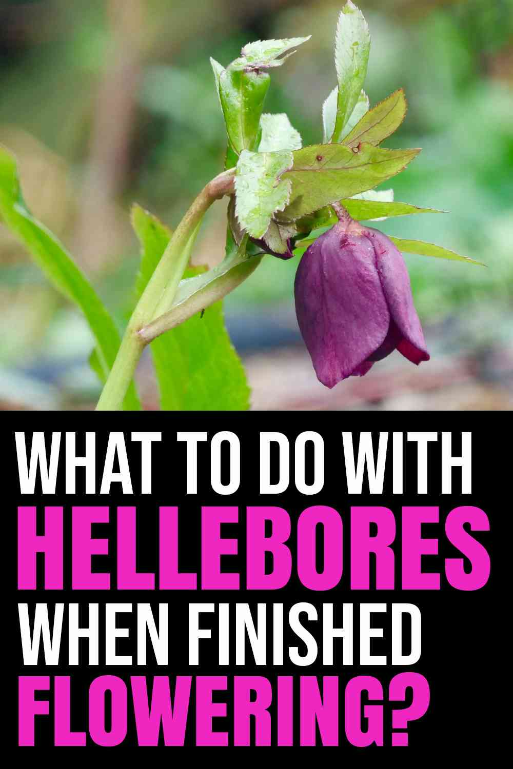 What To Do With Hellebores When Finished Flowering? Homestead Gardener