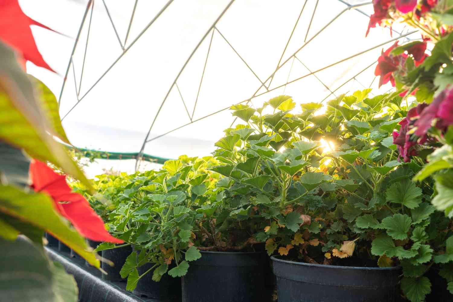 17 Fruit Trees You Can Grow in a Bucket Homestead Gardener