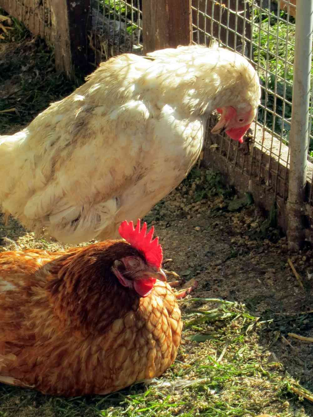 Why Are My Chickens Laying Small Eggs? Homestead Gardener