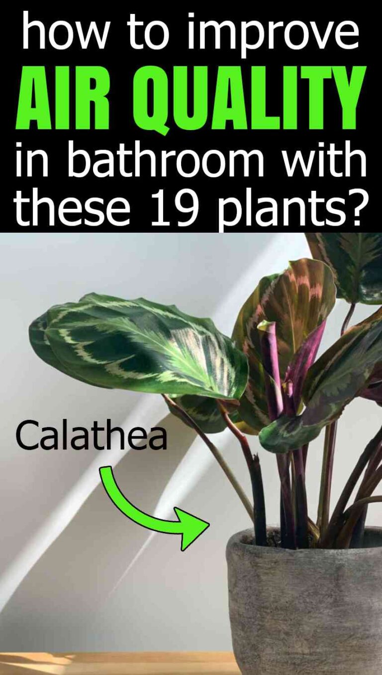 19 Bathroom Plants that Can Absorb Moisture - Homestead Gardener