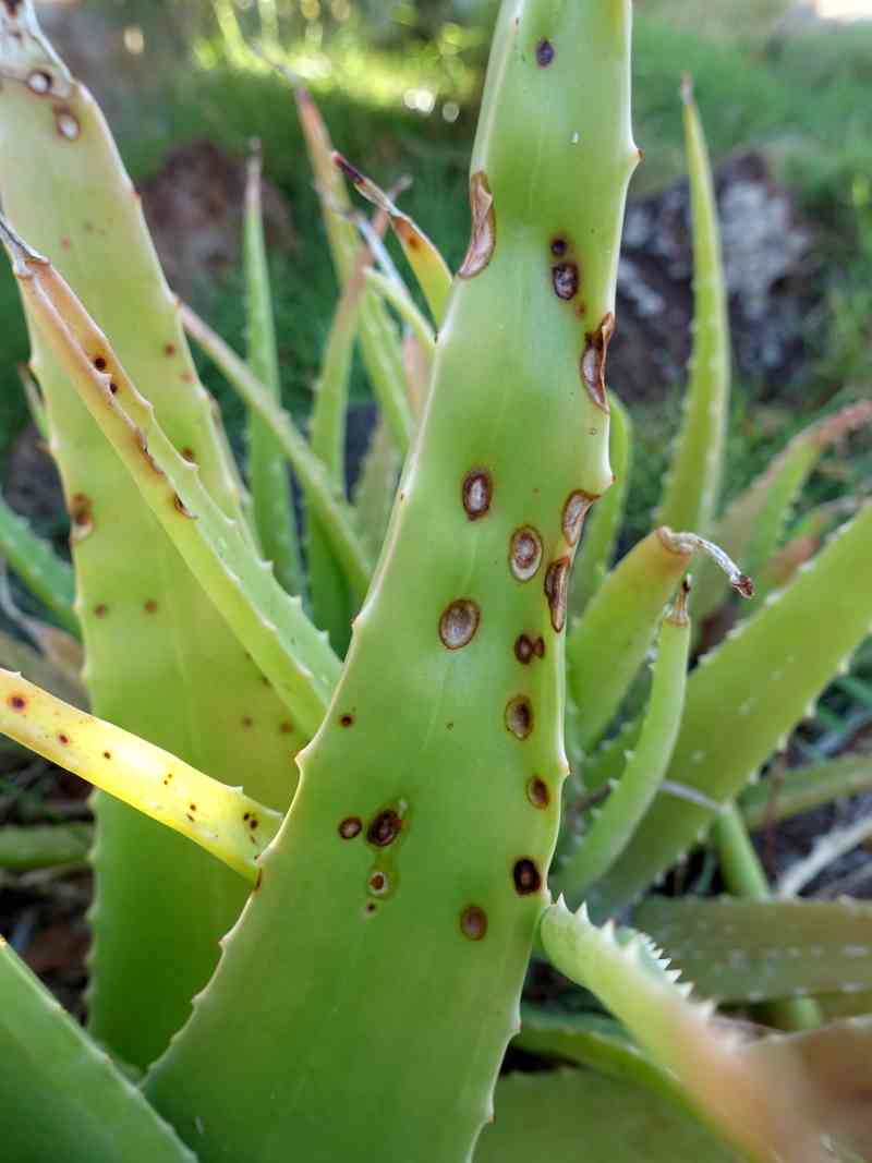 9 Aloe Vera Growing Mistakes That Are Killing Your Plant - Homestead ...