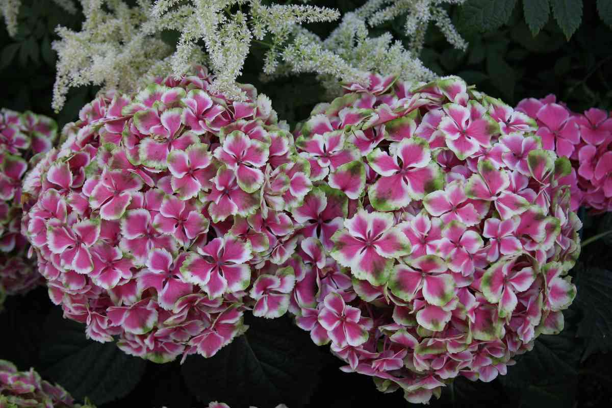 How to Prune Every Type of Hydrangea for a Burst of Growth and Color ...