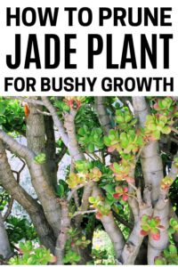 How to Prune Jade Plant for Bushy Growth? - Homestead Gardener