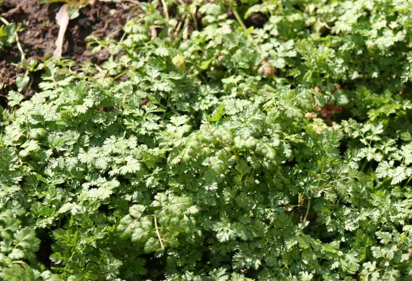 chervil