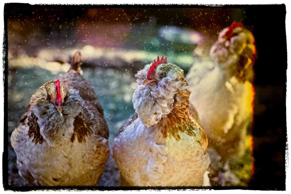 How Cold Is Too Cold For Chickens? Homestead Gardener