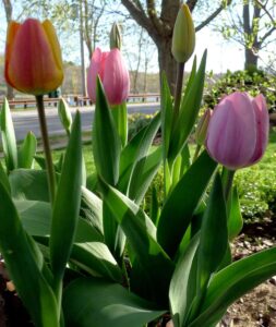 How to Plant Tulip Bulbs for Stunning Spring Blooms? - Homestead Gardener
