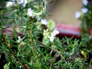 How to Propagate Rosemary from Cuttings? - Homestead Gardener