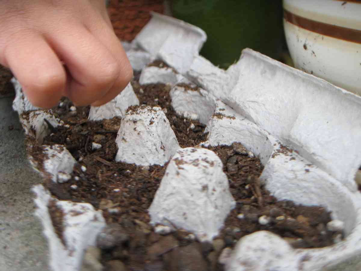 Compost Egg Can I Compost Egg Cartons - Ultimate Guide - Homestead Gardener