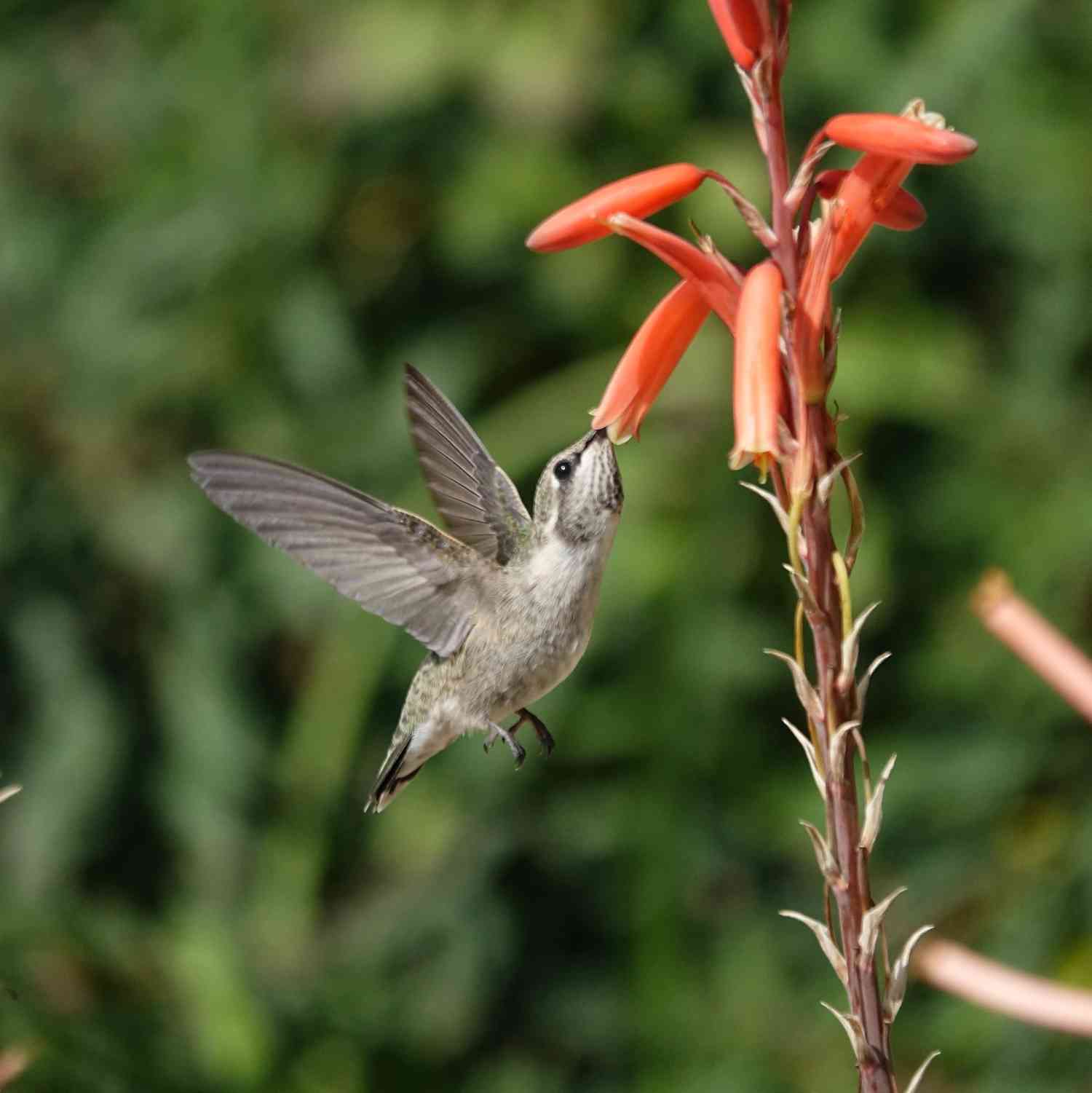 23 Best Flowers to Attract Hummingbirds to Your Garden - Homestead Gardener