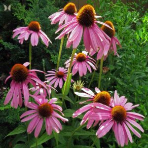 17 Longest Flowering Perennials that Bloom in Spring, Summer and Fall ...