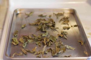How to Dry Fresh Basil Naturally? - Homestead Gardener
