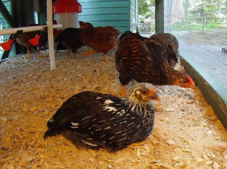 How to Disinfect Chicken Coop Properly for Healthy Birds