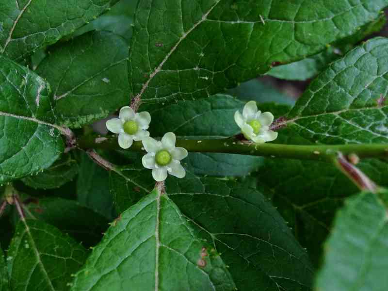Winterberry Holly
