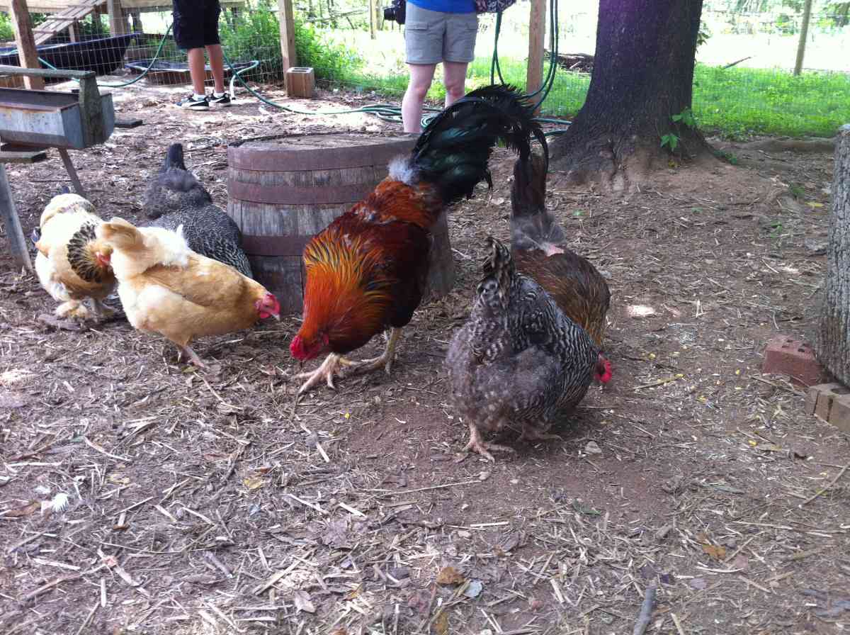 6 Best Ground Cover for Chicken Run - Homestead Gardener