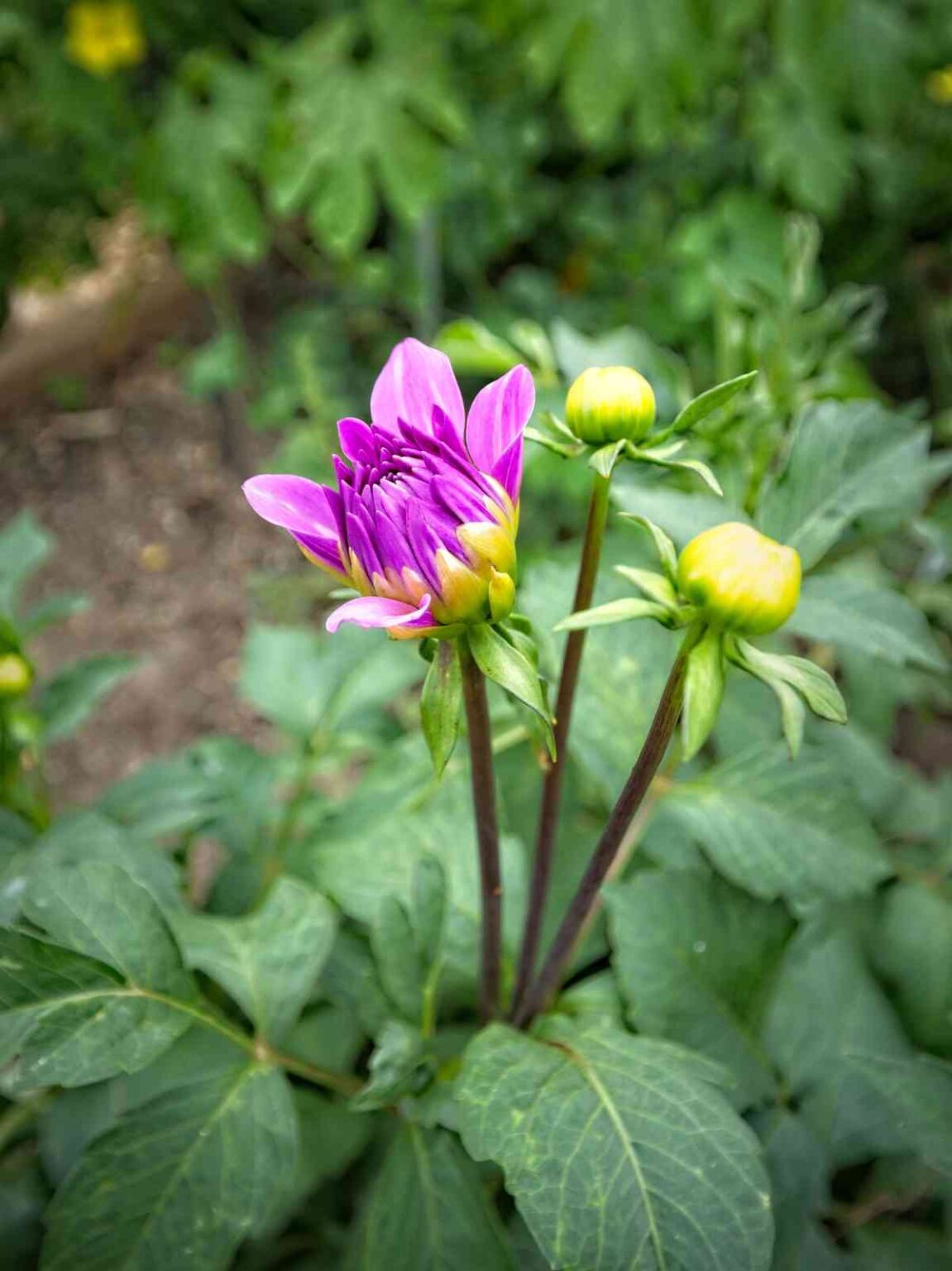 How to Propagate Dahlias from Cuttings? - Homestead Gardener