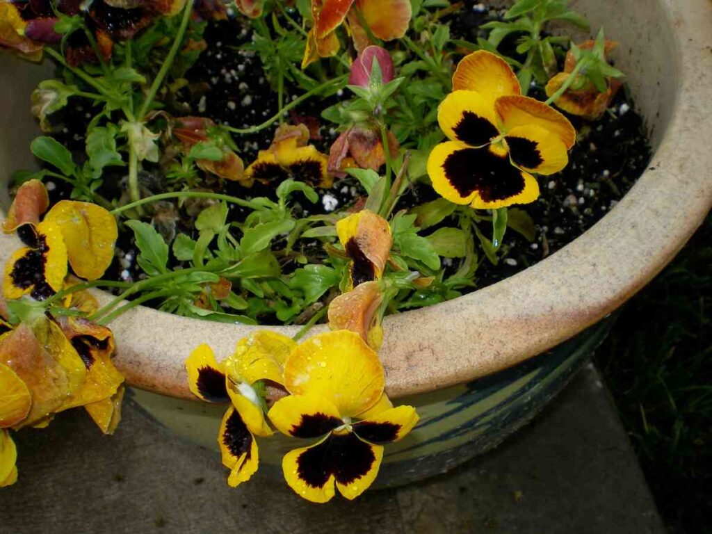 potted pansies