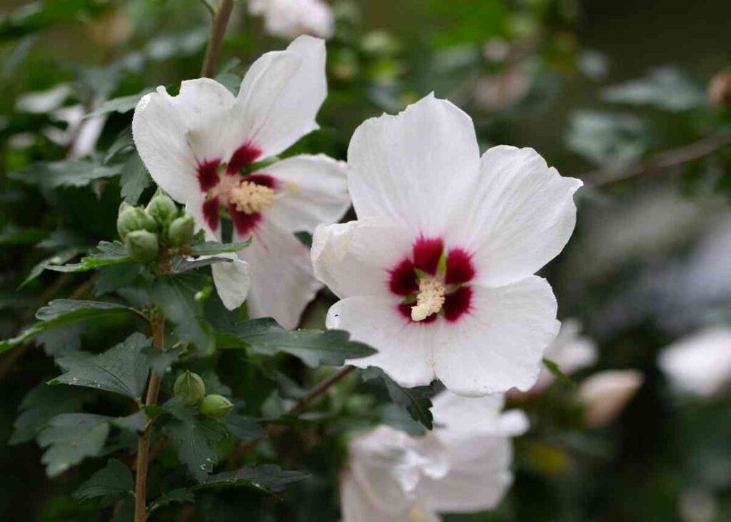 When to plant Sharon roses?