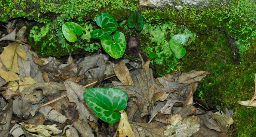 Asarum virginicum
