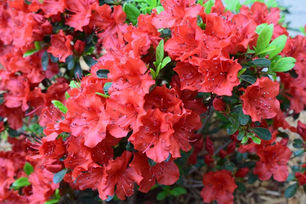Azalea