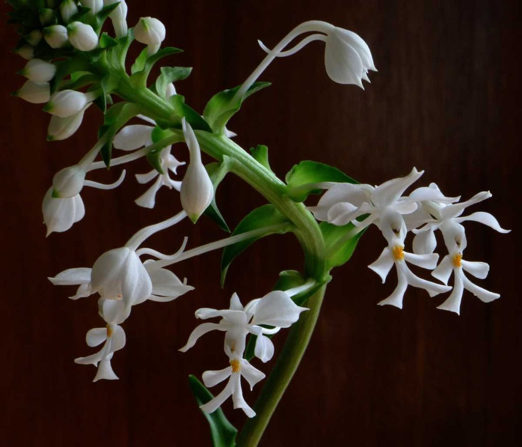 Calanthe triplicata