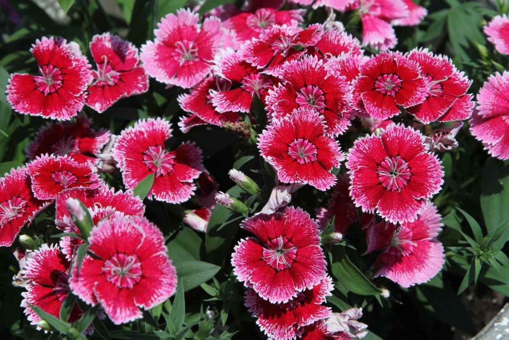 Dianthus
