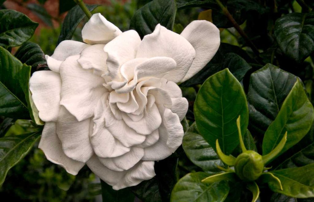 Gardenia