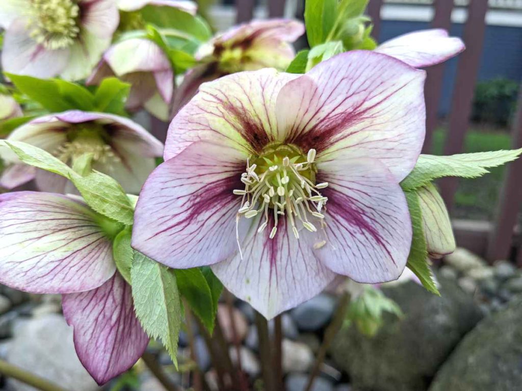 Hellebores