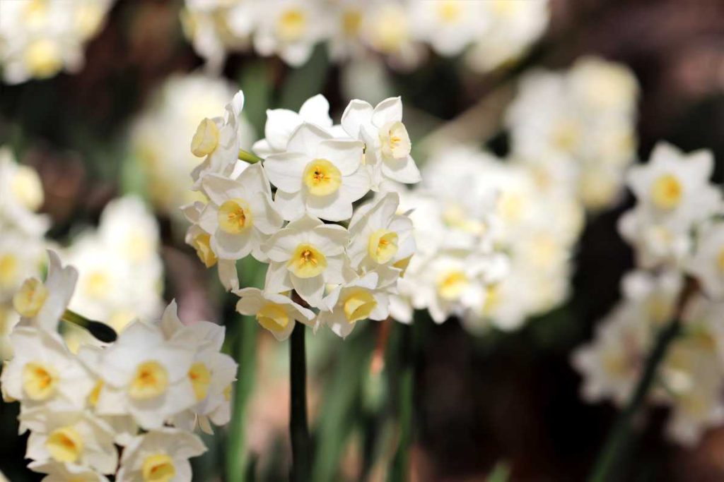 Paperwhite Narcissus