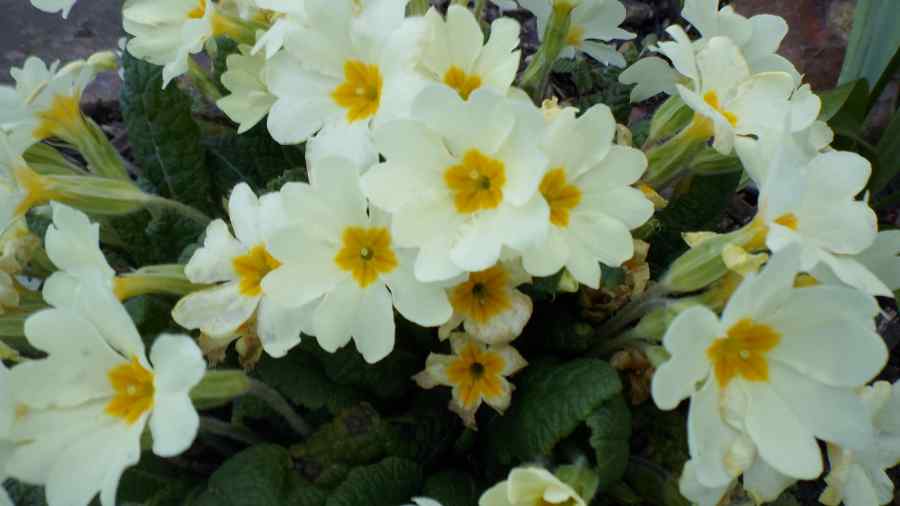 Primrose