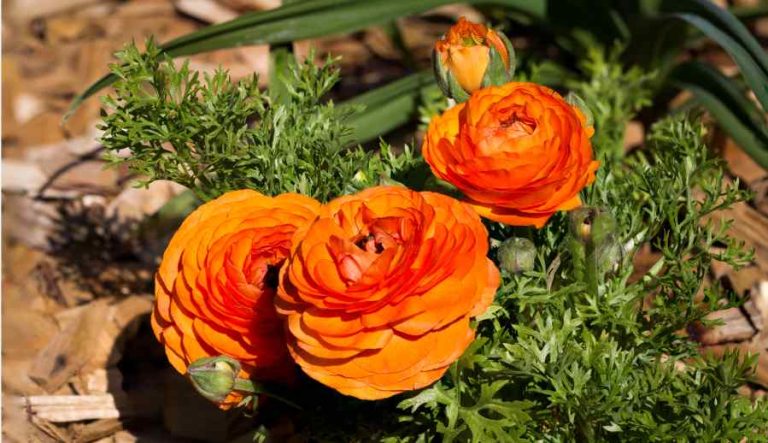 Ranunculus
